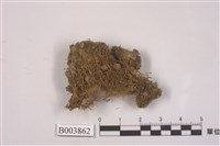 藏品(長蒴苔)的圖片